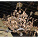 Aspen Polished Chrome Clear Crystal 8 Light Chandelier - Chandeliers